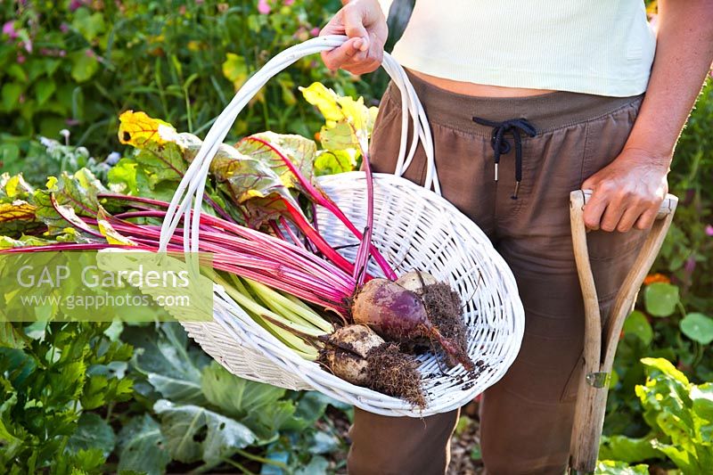 Woman holding trug of freshly harvested beetroot.