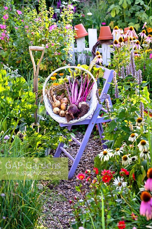 Trug of freshly harvested onion and beetroot on a garden chair