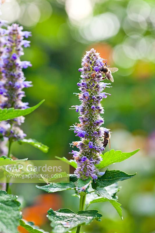 Agastache 'Blue Fortune' with a honey bees.