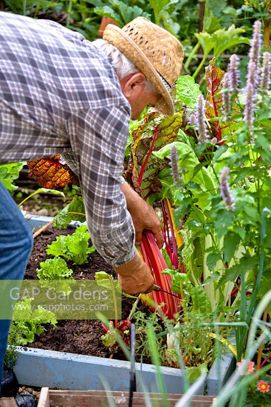 Man harvesting Swiss Chard in vegetable garden. 