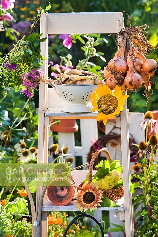 Harvest and tools in late summer, onion, runner beans, herbs and sunflower.