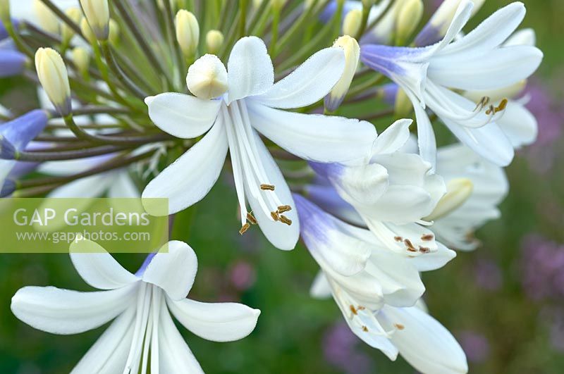 Agapanthus 'Queen Mum' - African Lily 