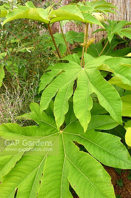 Tetrapanax papyrifer - Chinese rice-paper plant