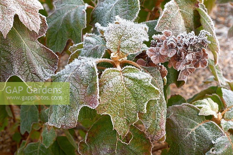 Hydrangea quercifolia caught in the frost - Oaked-leaved Hydrangea 