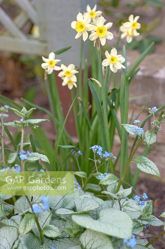 Narcissus 'Minnow' with Brunnera macrophylla 'Silver Wings'