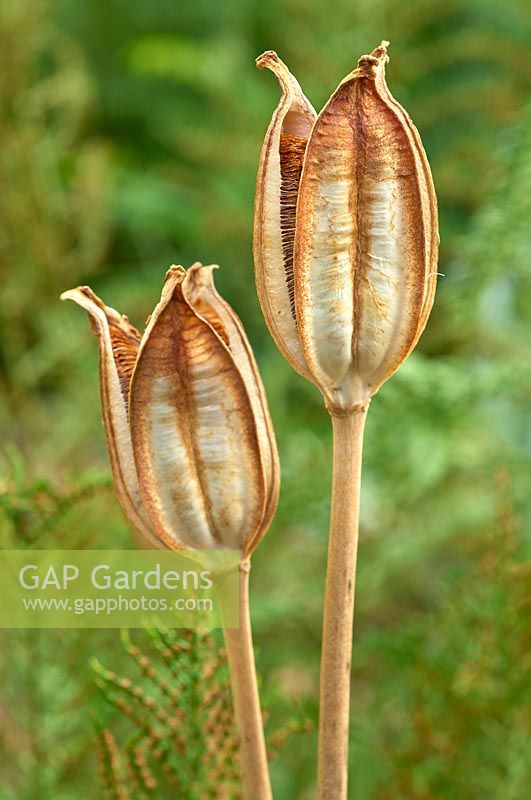 Tulipa sprengeri - Seedheads 