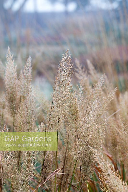 Calamagrostis brachytricha - Korean feather reed grass