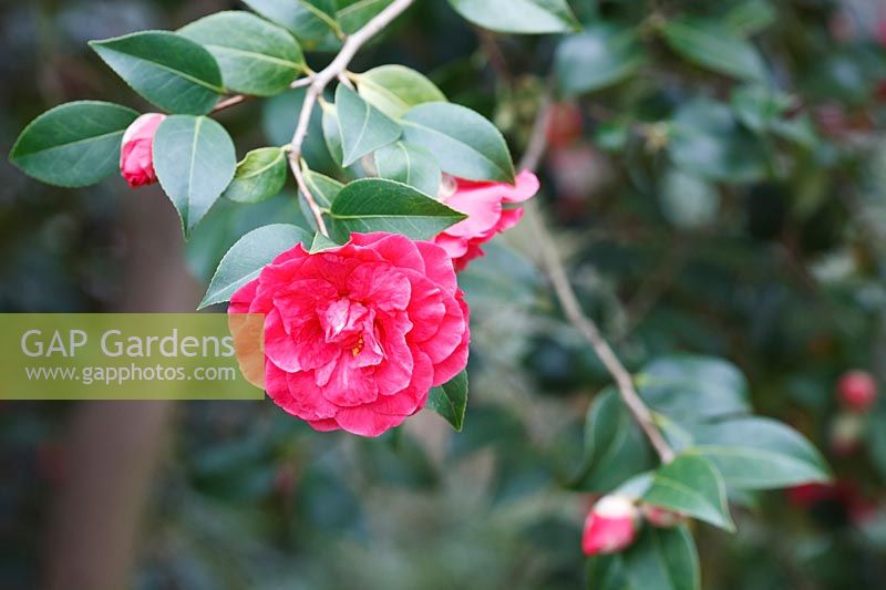 Camellia x williamsii 'Rose Parade'