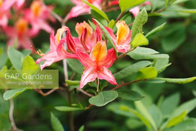 Rhododendron 'Tower Dexter'