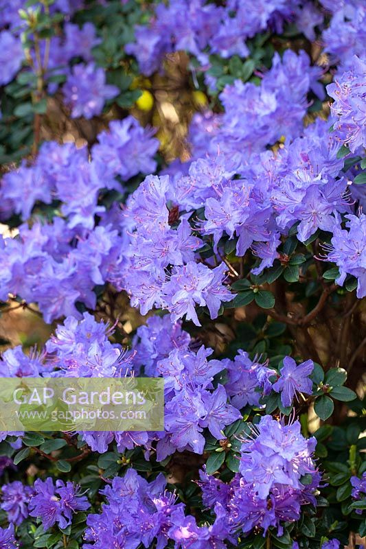 Rhododendron 'Blue Diamond' Group
