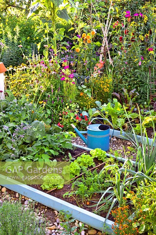 Vegetable raised beds and mixed flower border. Planting includes lettuce, carrots, French beans, cabbage, borage, savory, kale, basil, purple basil, marigold, nasturtium, tagetes, coneflowers, Cosmos, Verbena bonariensis, Lavatera trimestris - rose mallow, dahlia and welsh onion.