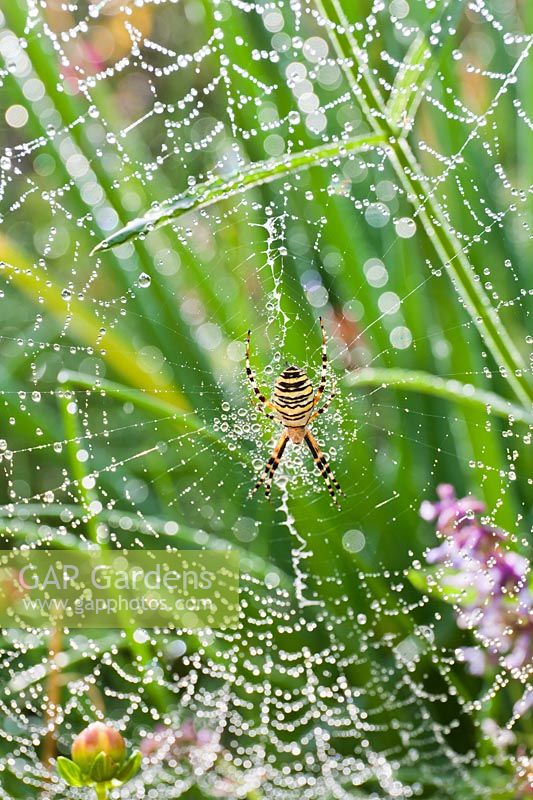 Wasp spider on ladder web with morning dew.