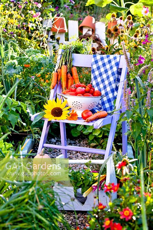 Display of late summer vegetable harvest, trug and colander with tomatoes, carrots, basil, pumpkins and swiss chards.