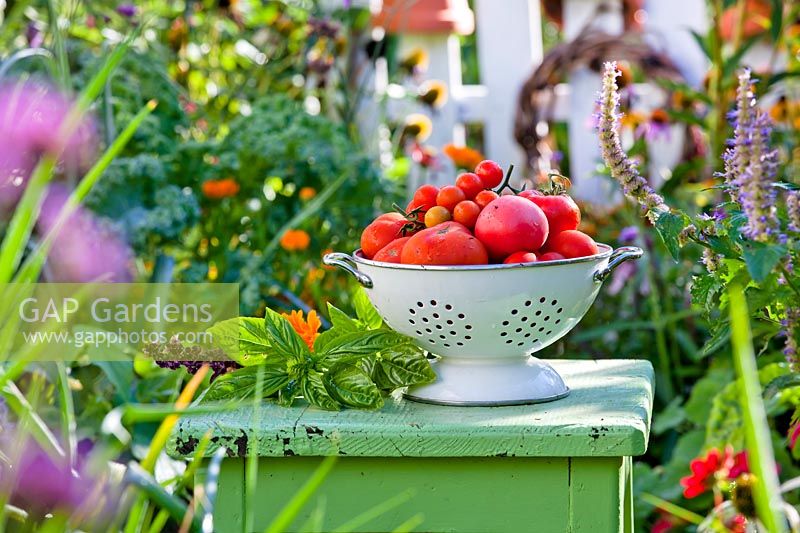 Colander of harvested tomatoes in vegetable garden.