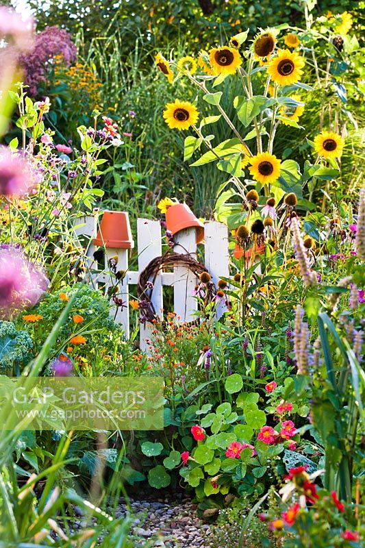 Garden gate and summer flowers in vegetable garden. 