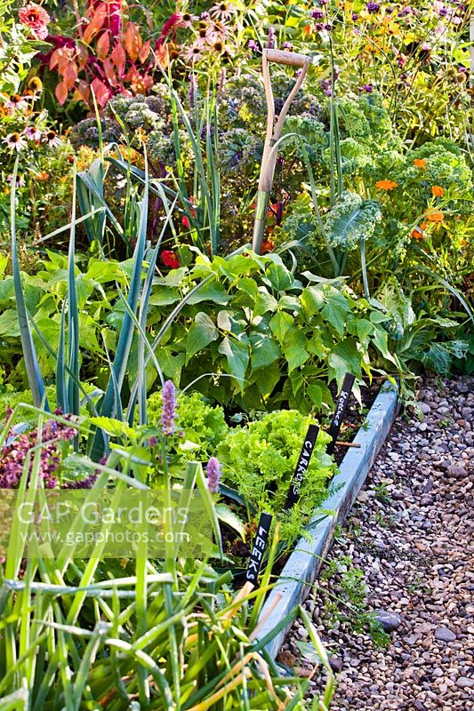 Vegetable bed with leek, carrots, lettuce and French beans.