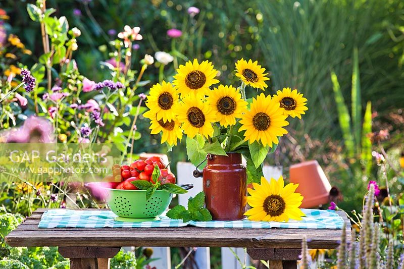 Sunflowers displayed in a milk can.