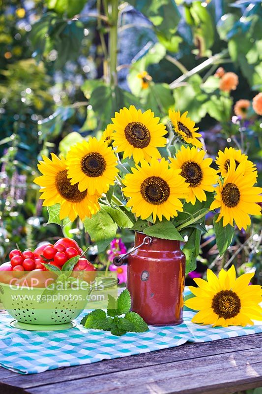 Sunflowers displayed in a milk can.