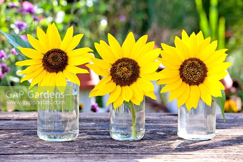 Row of cut sunflowers in glass vases. 