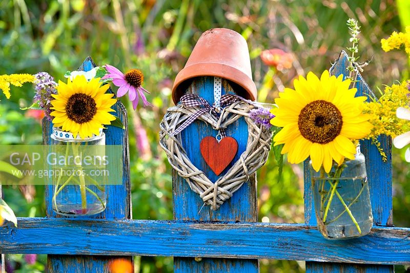 Helianthus - Sunflower - in glass jar hanging on a blue painted wooden fence