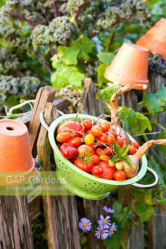 Tomatoes, onions and basil in colander hanging on fence.