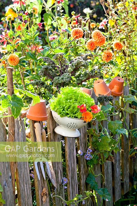 Colander with harvested lettuce and edible flowers on a fence.