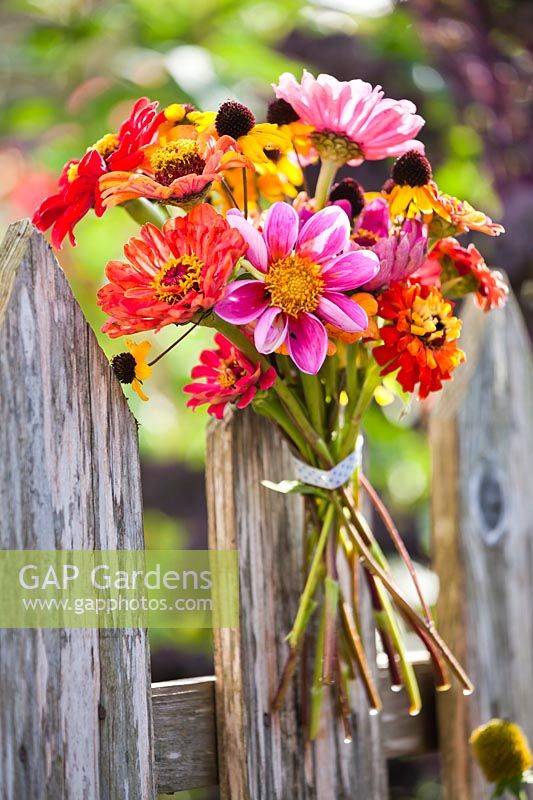 Bouquet with zinnias, dahlias and coneflowers attached to a fence.