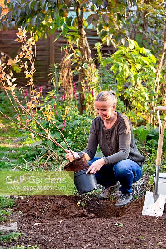 Woman planting blueberry plant in autumn.