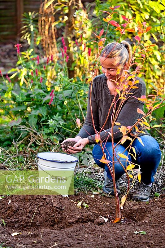 Woman planting blueberry plant in autumn.