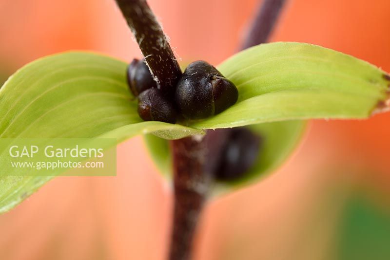Lilium lancifolium 'Splendens' - Lance-leaved Lily - syn. Lilium tigrinum 'Splendens',  Lilium tigrinum subsp. splendens,  bulbils formed in leaf axil  