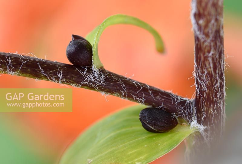 Lilium lancifolium 'Splendens' - Lance-leaved Lily - syn. Lilium tigrinum 'Splendens',  Lilium tigrinum subsp. splendens,  bulbils formed in leaf axil  