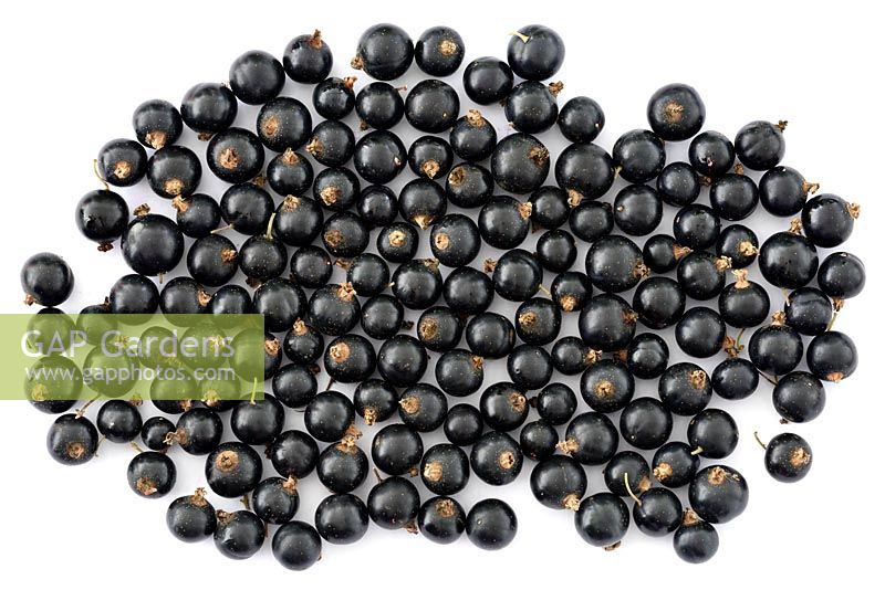 Ribes nigrum - Blackcurrant - picked fruit