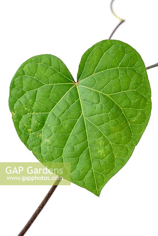Ipomoea purpurea 'Grandpa Otts' - Morning Glory - leaf 