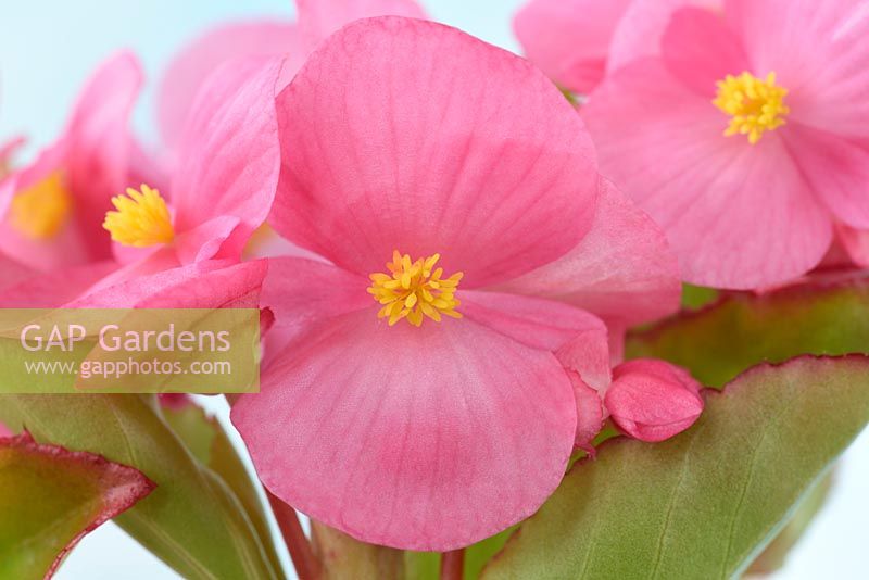 Begonia  'Organdy Mixed' one colour 