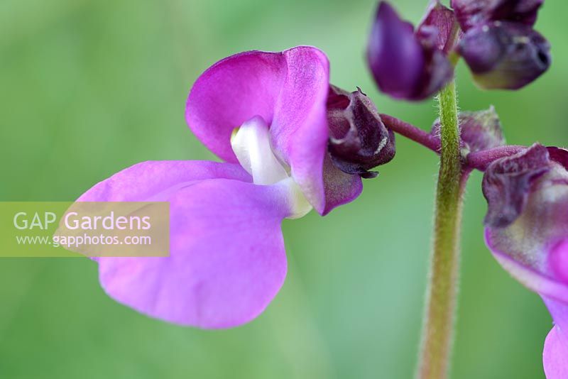 Phaseolus vulgaris 'Violet Podded' - French Climbing Bean 