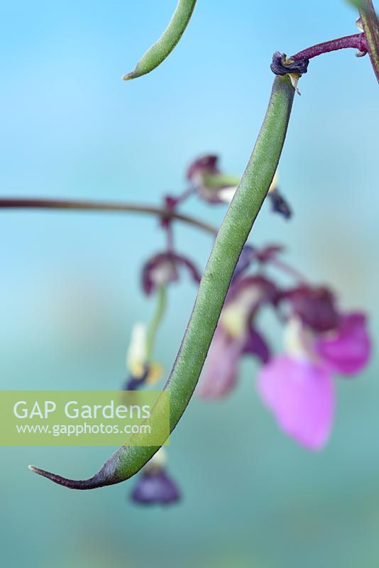 Phaseolus vulgaris 'Violet Podded' - French Climbing Bean - young bean on plant  