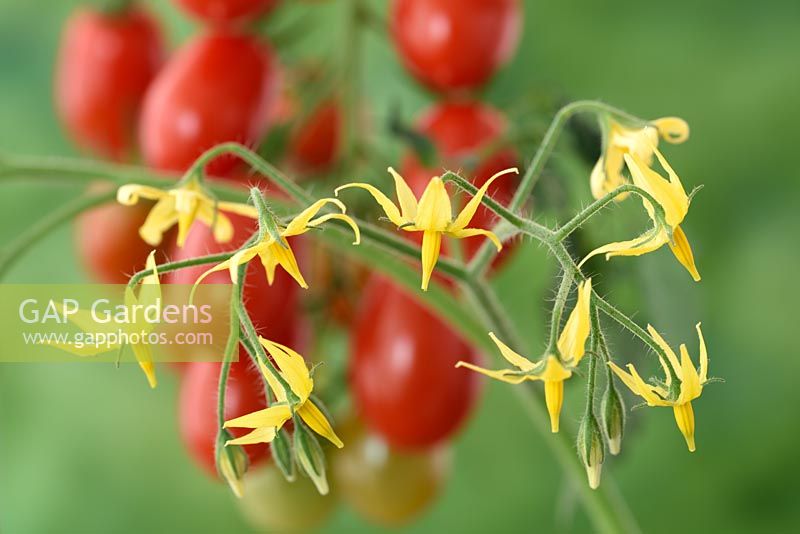Solanum lycopersicum 'Riesling'  Cherry Plum Tomato  - flowers  