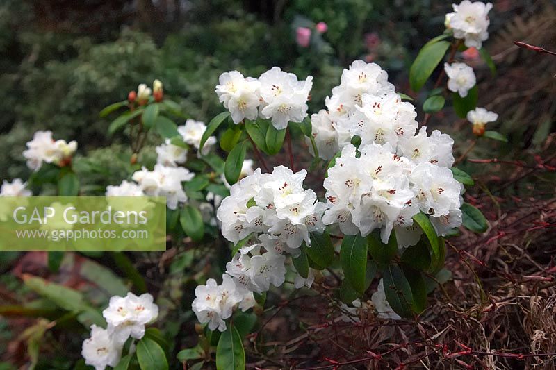 Rhododendron 'Eider'