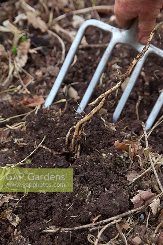 Carefully lifting rhizomes of Bindweed - Calystegia sp. from the vegetable garden using a fork and pulling very gently. A small surface shoot reveals a large network of fragile white roots.