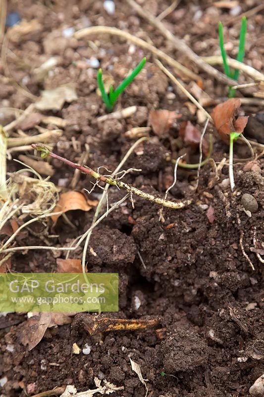 Carefully lifting rhizomes of Bindweed - Calystegia sp. from the vegetable garden in spring using a fork and pulling very gently. A small surface shoot reveals a large network of fragile white roots.