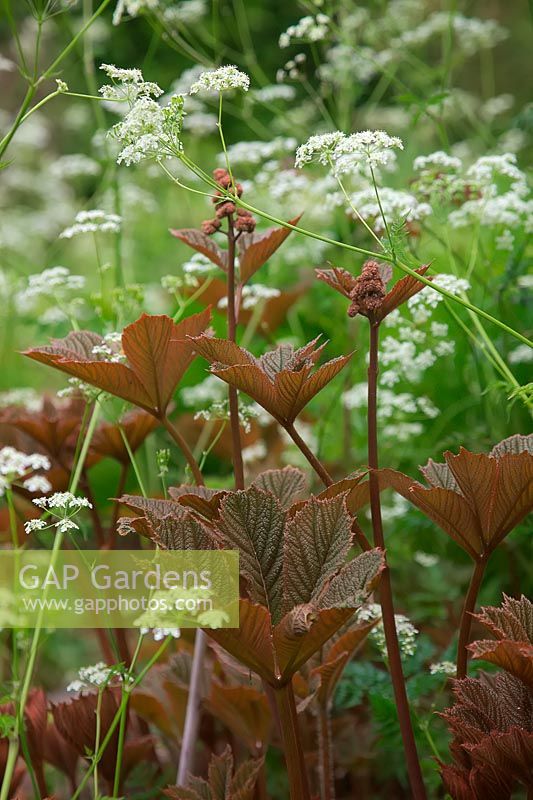 Anthriscus sylvestris with newly emerging foliage of Rodgersia pinnata