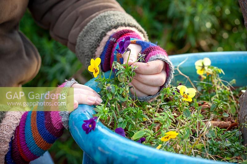 Deadheading pansies to get them back into growth when weather warms