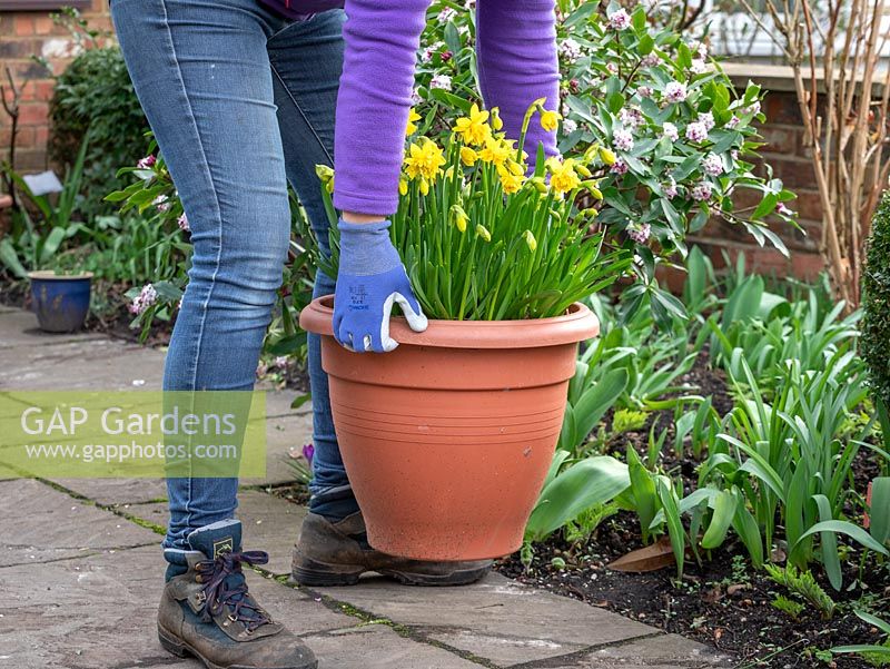 Putting out pre-planted pots of daffodils to brighten up a front garden