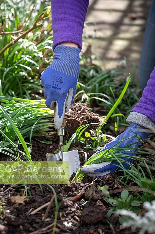 Dividing and replanting clumps of Galanthus nivalis - Snowdrops - whilst they are still 'in the green'
