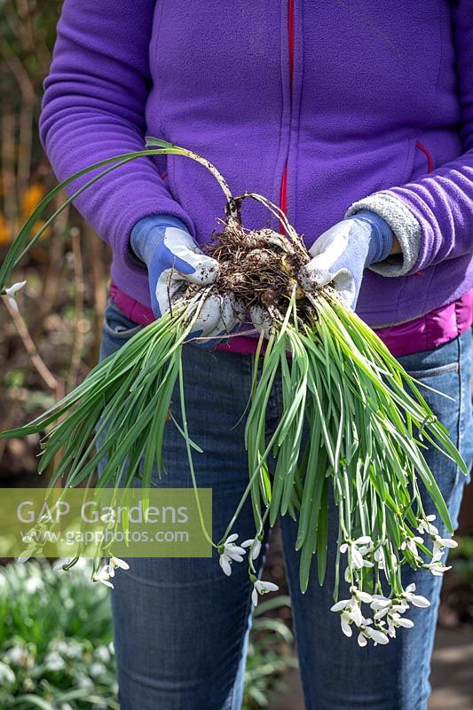 Dividing and replanting clumps of Galanthus nivalis - Snowdrops - whilst they are still 'in the green'. 