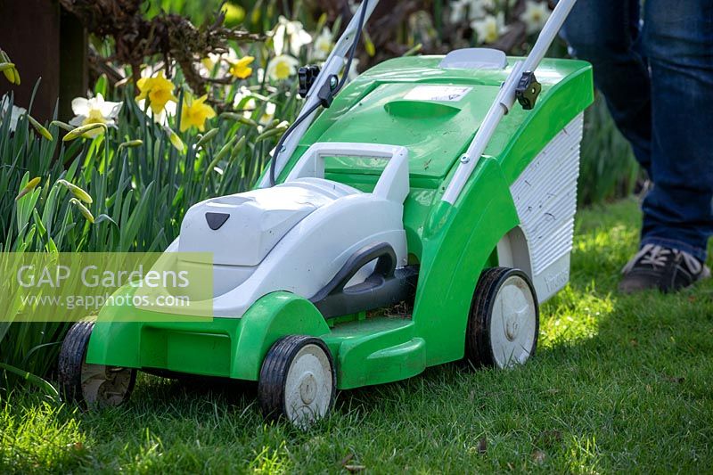 First mowing of the lawn in early spring using a rechargeable battery mower