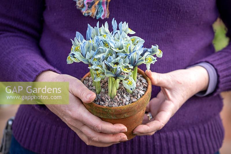 Holding a pot of winter iris - Iris 'Katharine Hodgkin' Reticulata AGM