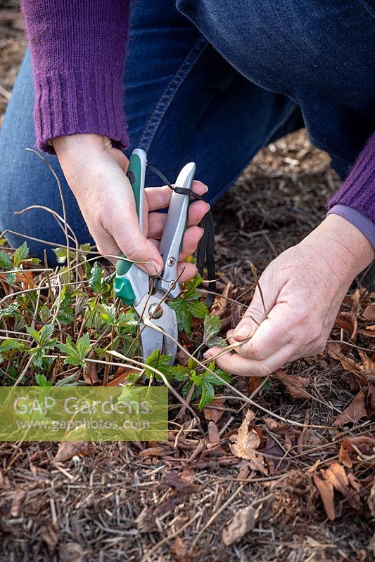 Removing old dead leaves from a perennial geranium in spring to encourage growth and discourage disease. 