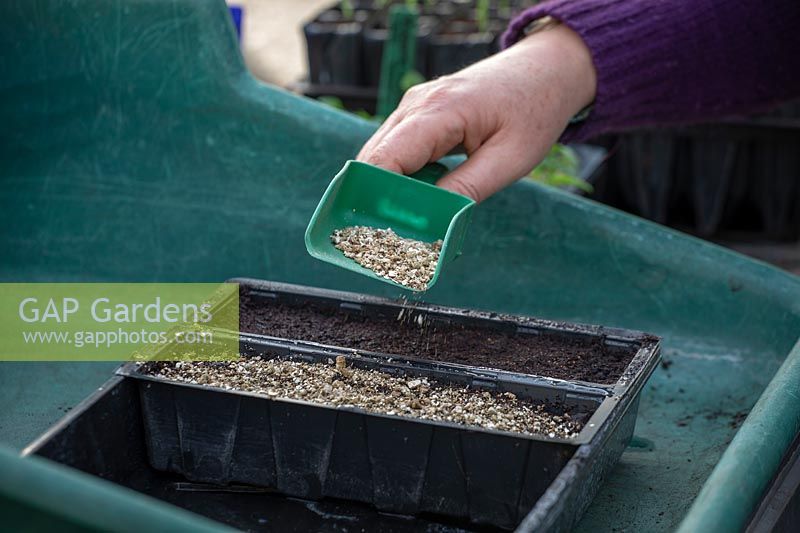 Sowing biennial foxgloves in a seed tray. Covering with grit. Digitalis 'Pam's Split'. 