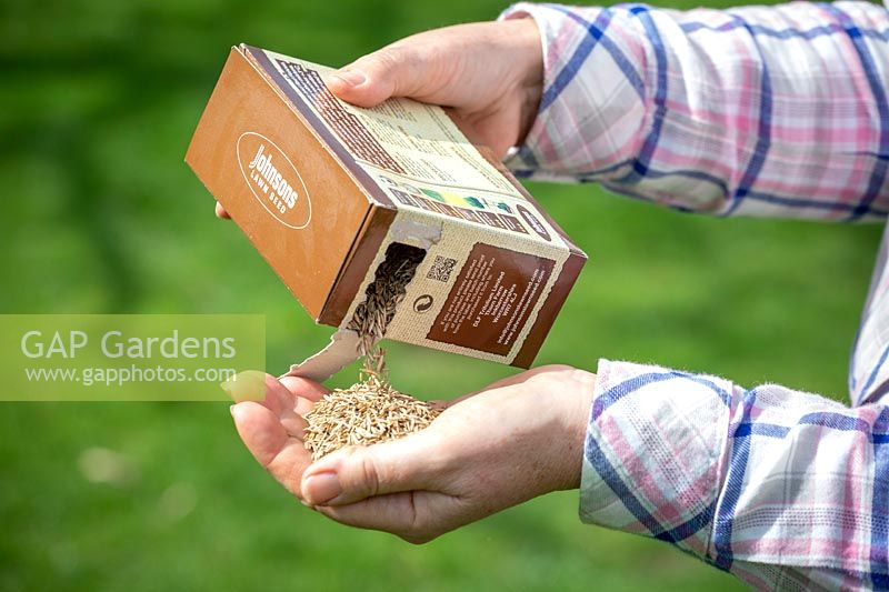 Sowing grass seed, pouring seed out of box into hand